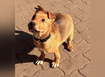 Koda, geboren 01.11.2025, 35cm sucht sein Körbchen