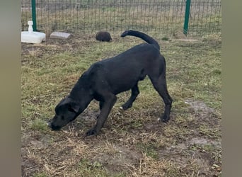 Anton, geboren 25.12.2024, 42cm sucht seine Menschen