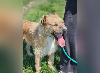 Jerry, geb. 07.2024, 42cm sucht seine Menschen zum Kuscheln