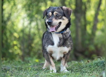 Mogyi, geboren 01.03.2023 sucht sein Glück