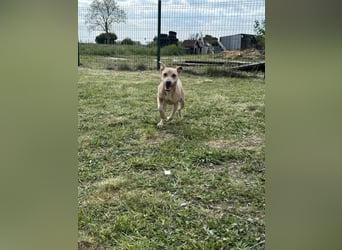 Bori, geb. 09.2025, 37cm sucht ihr Traumzuhause