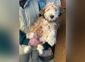 Levi, 12 Wochen, 29cm sucht geduldvolles Zuhause