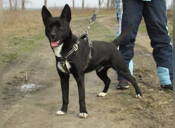 Rubble, geboren 01.12.2024, 43cm sucht seine Menschen