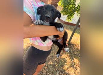 Danny, geboren 25.05.2026, 29cm sucht seine Menschen