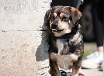 Mogyi, geboren 01.03.2023 sucht sein Glück