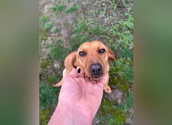 Bubu, geboren 10.05.2025, 35cm sucht Familienanschluss