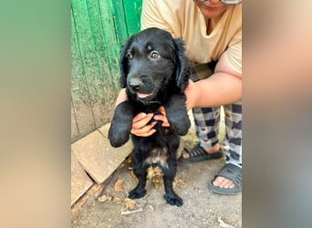 Madox, geboren 04.05.2026, 28cm sucht seine Chance