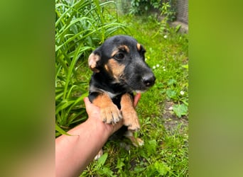 Tilli, geboren 08.02.2026, 26cm sucht ihre Chance