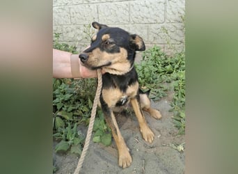 Jade, 8 Monate, 40cm sucht liebevolles Zuhause