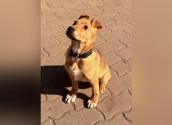 Koda, geboren 01.11.2025, 35cm sucht sein Körbchen