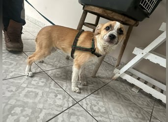 Mandy, geboren 05.11.2025, 35cm sucht ihr Glück