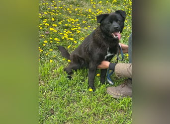 Roy, geb. Juli 2025, 43cm sucht sein Körbchen