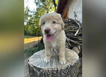 Sari, geboren 25.04.2026, 30cm sucht ihre Familie