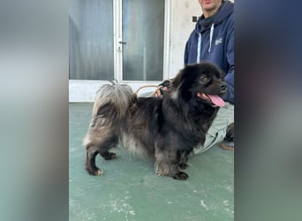 Nico, geboren 06.06.2024, 34cm sucht sein Körbchen