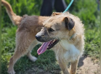Jerry, geb. 07.2024, 42cm sucht seine Menschen zum Kuscheln