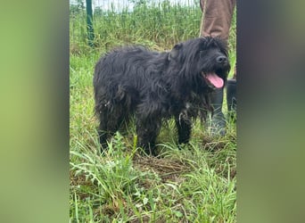 Rambo, geboren 01.03.2023, 42cm sucht sein für immer Zuhause