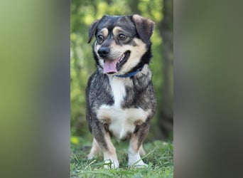 Mogyi, geboren 01.03.2023 sucht sein Glück