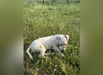 Zeno, geb. 01.2026, 25cm sucht seine Menschen