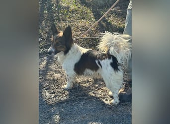 Aldo, geboren 20.02.2024, 34cm sucht seine Menschen