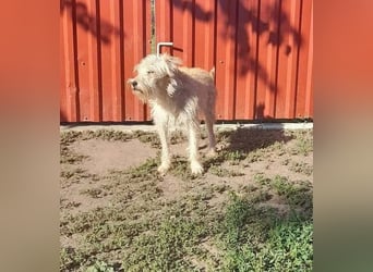 Berci, 2 Jahre, 35 cm, sucht nach seinem Körbchen