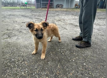 Fedra, geboren 01.11.2025, 40cm sucht ihr Menschen