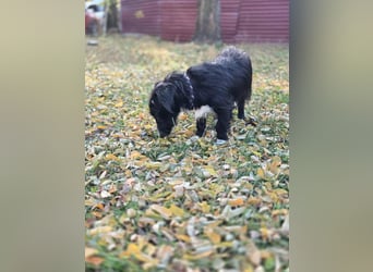 Bogyo, 7 Monate, 24cm sucht ihr Zuhause