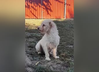 Fredi, 1,5 Jahre, 35cm sucht sein Körbchen