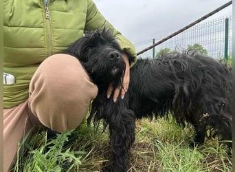 Rambo, geboren 01.03.2023, 42cm sucht sein für immer Zuhause