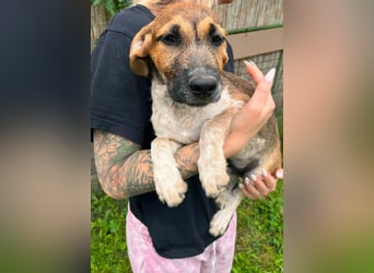 Toto, geboren 08.02.2026,30cm sucht sein Zuhause