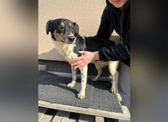 Milo, geboren 21.05.2023, 43cm sucht sein Zuhause (Pflegestelle in Deutschland)