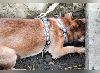 Füge, geb. 2021, 40cm wartet auf sein für Immer zu Hause