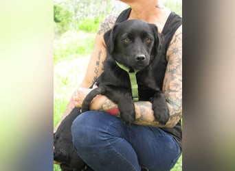 Raizo, geboren 01.08.2025, 35cm sucht seine Familie