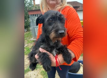Pixie, geboren 02.11.2025, 33cm sucht ihr Zuhause