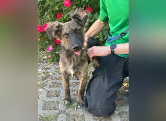 Nina, geb. 04.2025, 33cm sucht ihr Zuhause