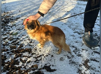 Leo, geboren 12.05.2023, 31cm sucht sein Glück