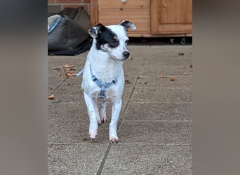 Mezi, geboren 21.05.2023, 35cm sucht ihr Körbchen (Pflegestelle Deutschland)