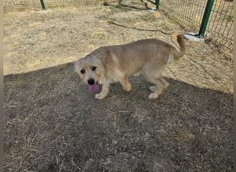 Libby, geboren 01.04.2026, 40cm sucht ihr Glück