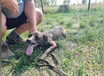 Hailey, geboren 25.01.2025, 39cm sucht aktives Zuhause