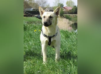 Aron, geboren 01.05.2025, 38cm sucht sein Zuhause