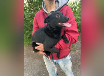 Ajna, geb. 06.2024, 39cm sucht ihre Menschen