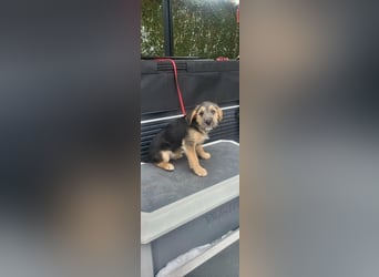 Bradley, geboren 19.10.2025, 32cm sucht sein Zuhause