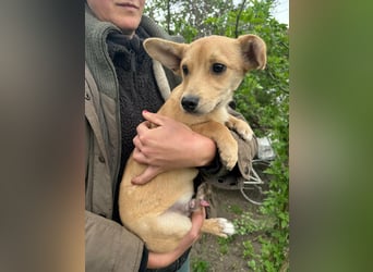 Yoda, geboren 13.01.2026, 26cm sucht sein Zuhause