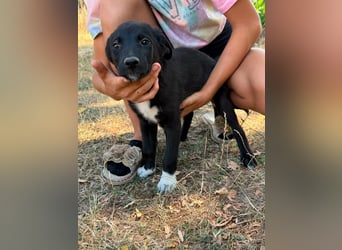 Dorisz, geboren 25.05.2026, 32cm sucht ihre Menschen