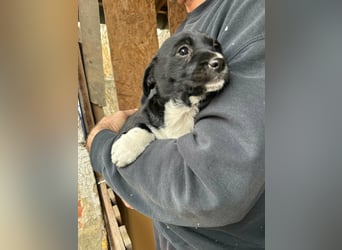 Flower, geboren 22.12.2025, 21cm sucht ihr Körbchen