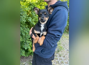 Tina, geb. 01.2026, 32cm sucht ihre Menschen für Abenteuer