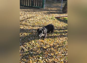 Bogyo, 7 Monate, 24cm sucht ihr Zuhause