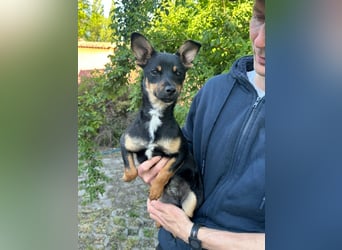 Tina, geb. 01.2026, 32cm sucht ihre Menschen für Abenteuer