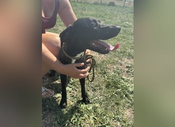 Hella, geboren 25.01.2025, 42cm sucht ihr Für-immer-Zuhause