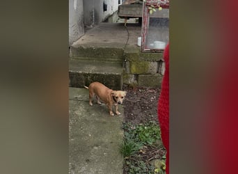 Flower, geboren 22.12.2025, 21cm sucht ihr Körbchen