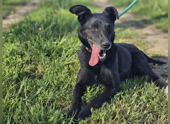Eben, geboren 01.03.2022, 40cm sucht ihr Körbchen
